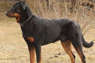 Beauceron není pes pro každého. Chyby ve výchově u něj mohou přijít draho - Médium.cz